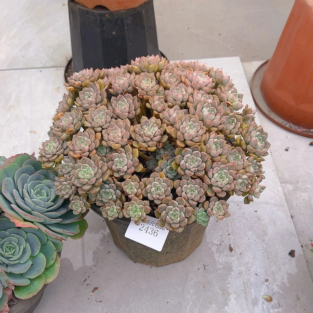 紫***涵2436粉布偶多肉植物