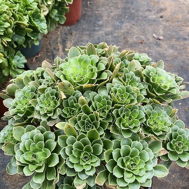 多肉植物绿色心情法师30