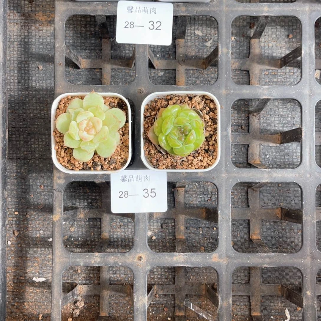 右七一物一拍18颗28-35