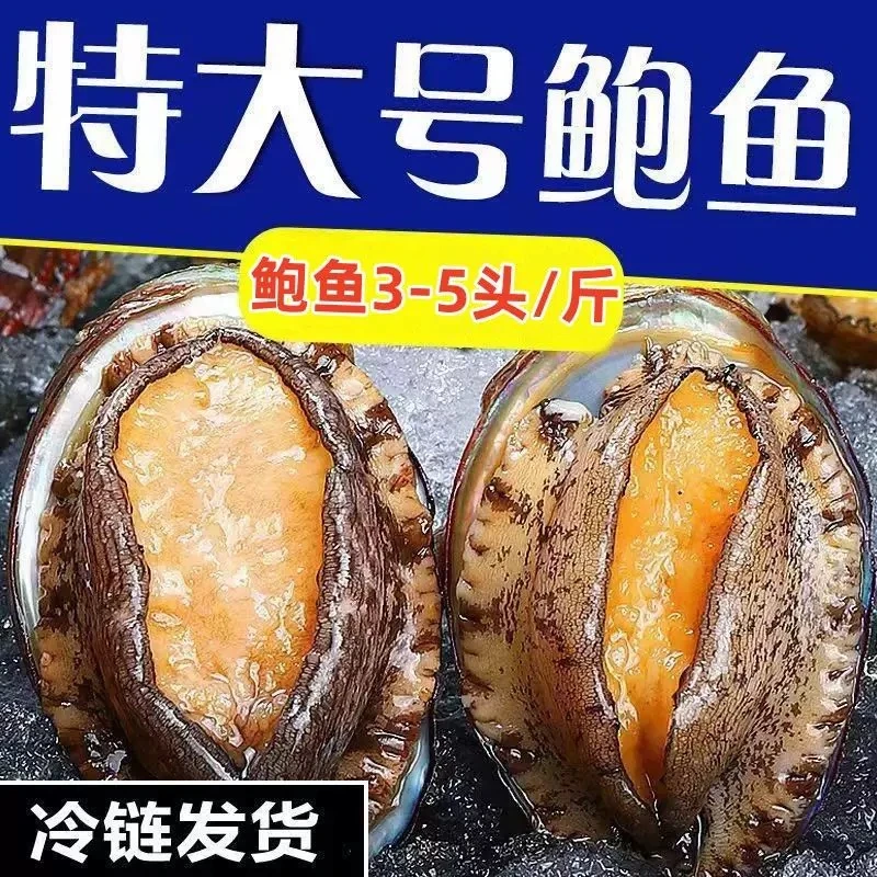 年货节8-9公分特大鲍鱼10只大鲍鱼鲜活冷冻特大新鲜活鲍鲜活速冻
