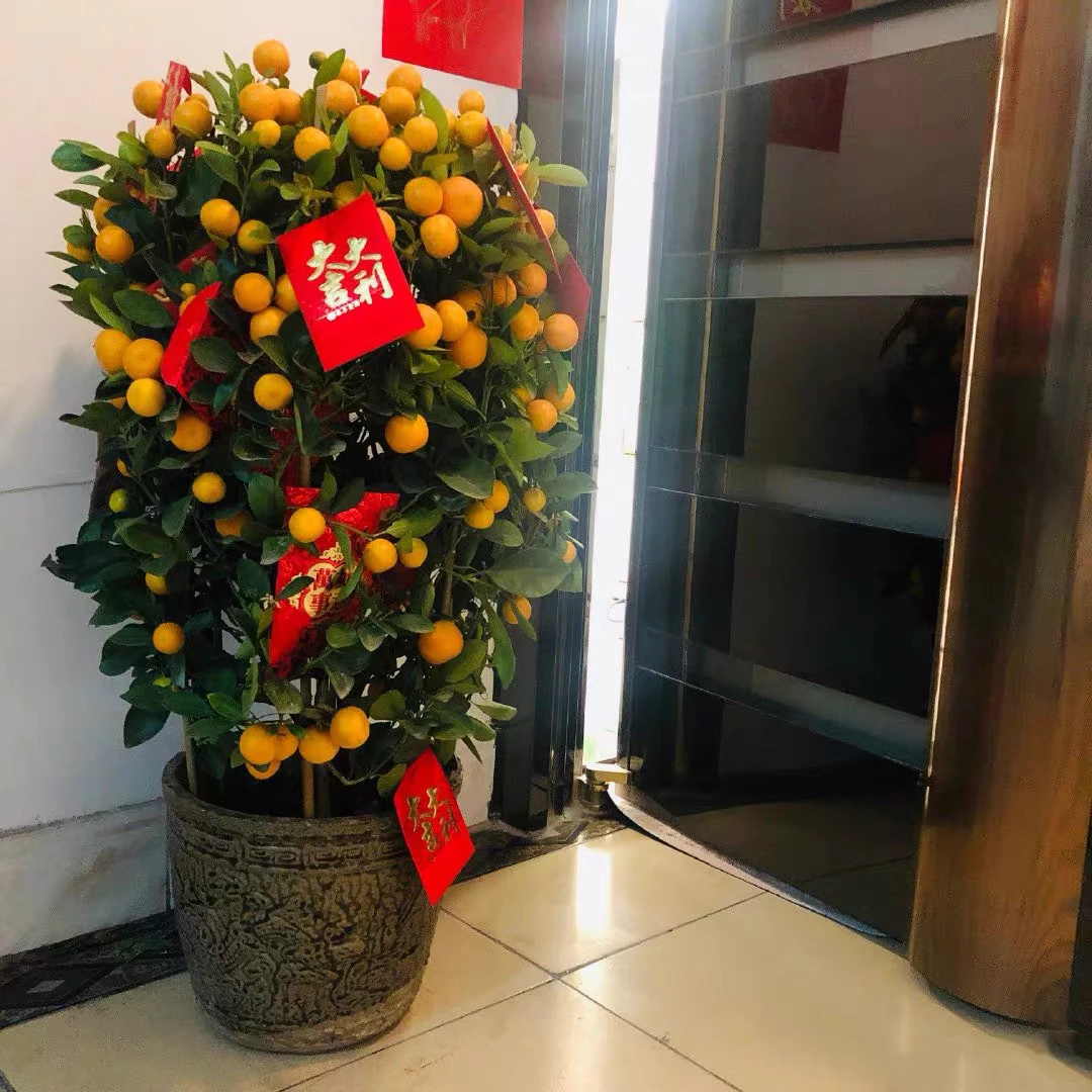 新年四季金桔盆栽果树苗木室内外绿植年宵花卉