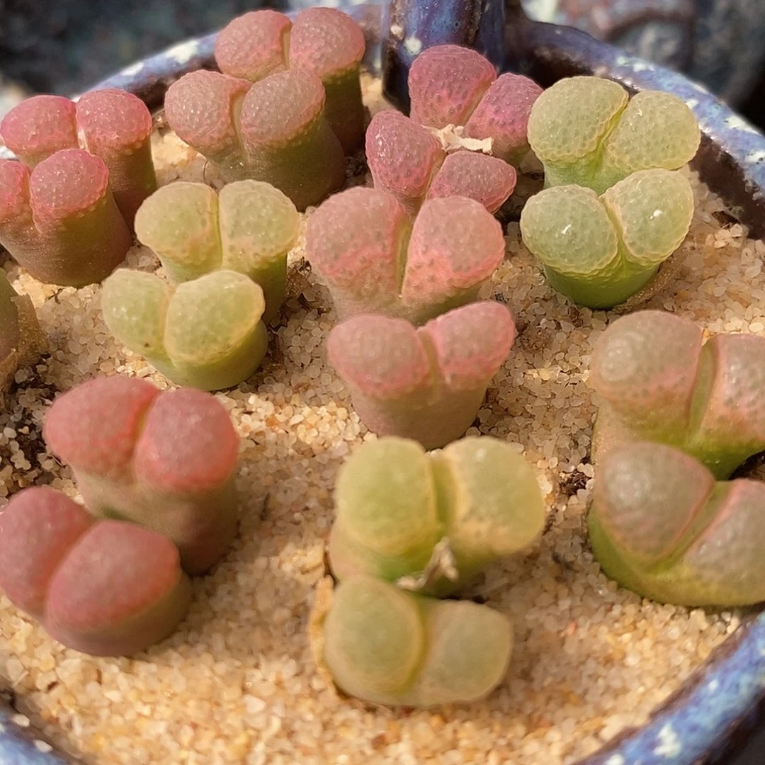 双头粉樱风铃一颗买2送1