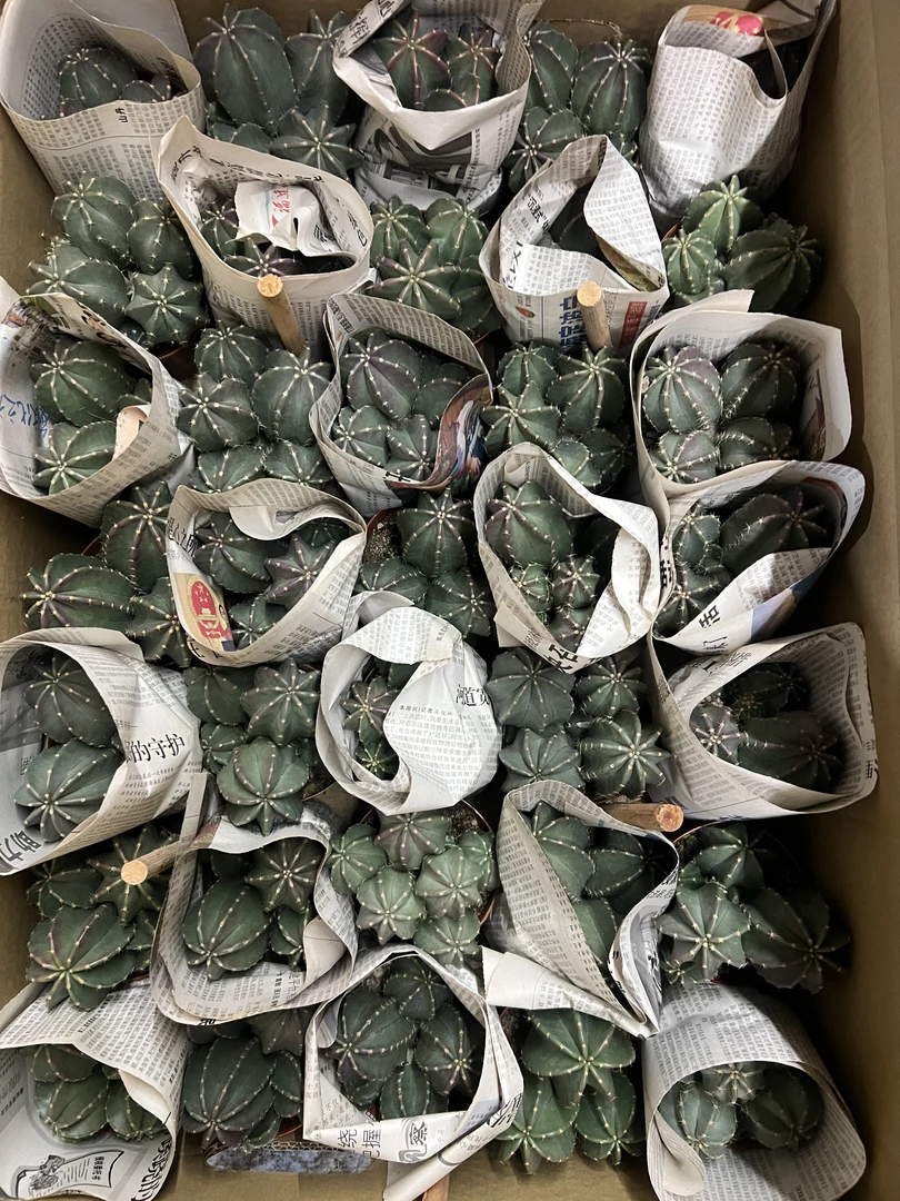 二妹园艺【 1颗  群生微刺虾  实生根3头起 】【精品】带盆土随机发货