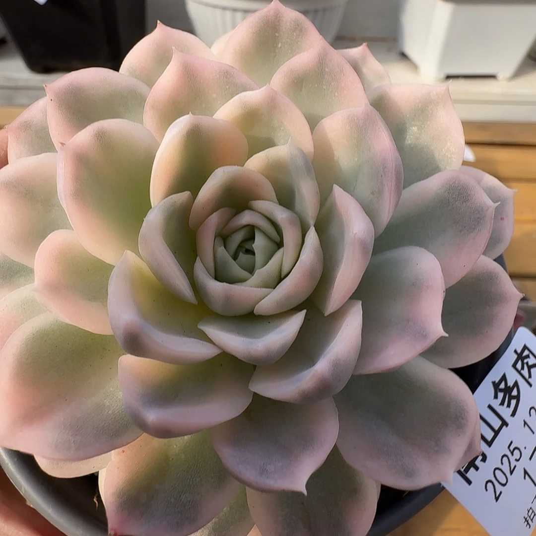 雪球锦1111129-174