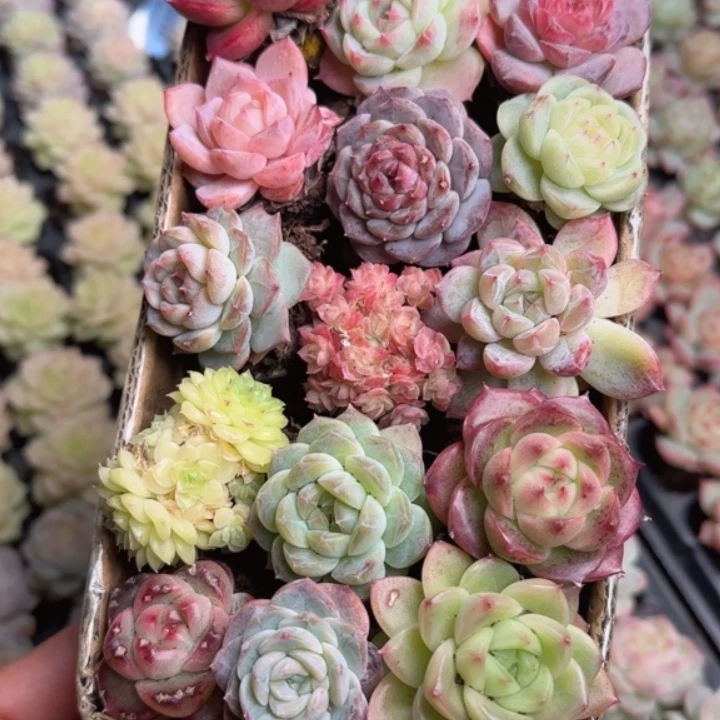 135号   新粉伴手礼拍一发15颗