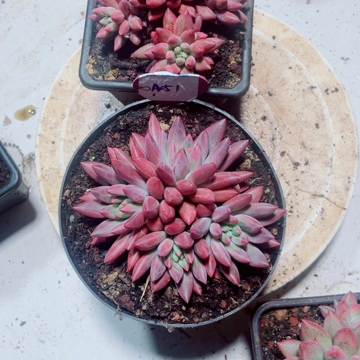 忆***红蜻蜓多肉一物一拍A51.52