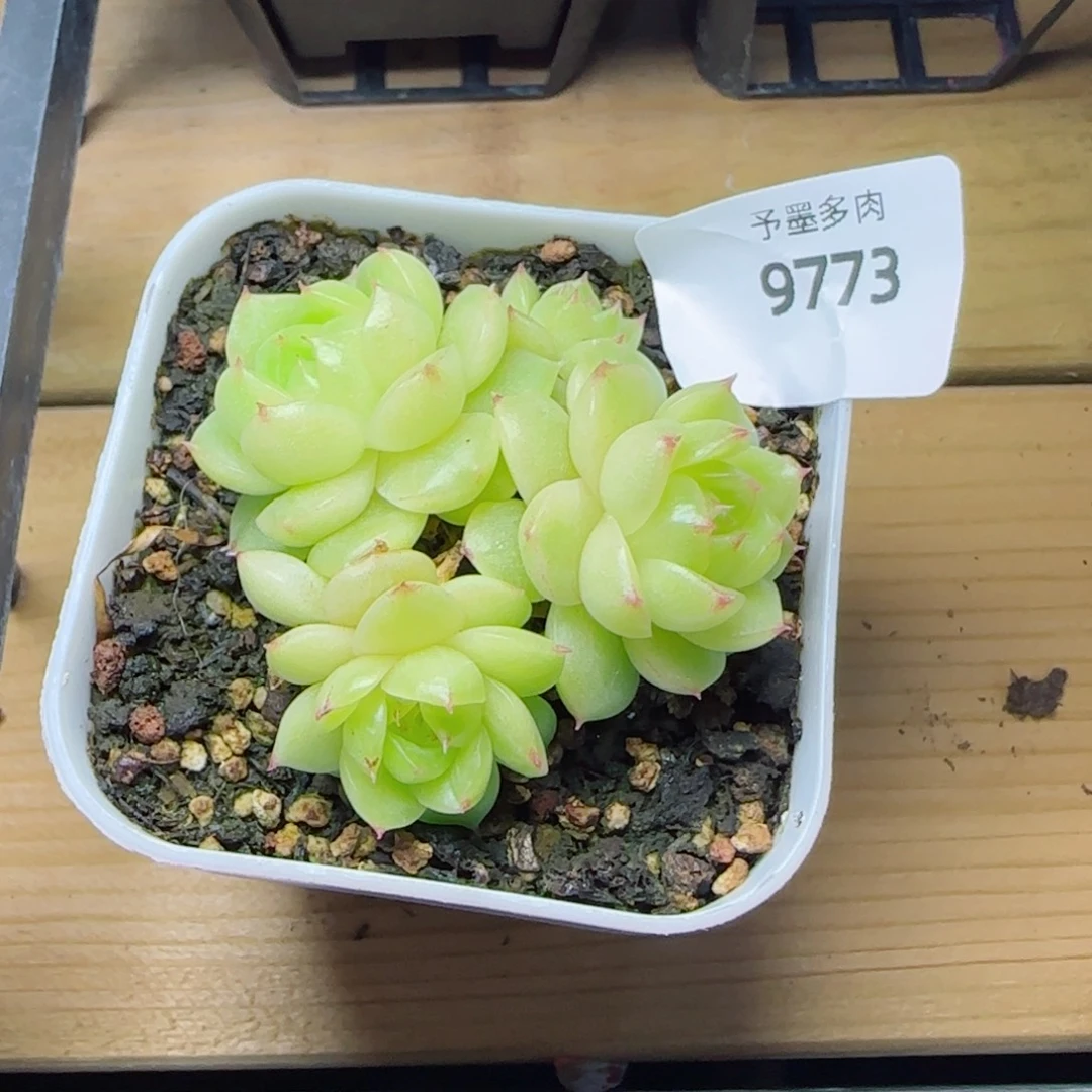 冰云群，9773多肉植物