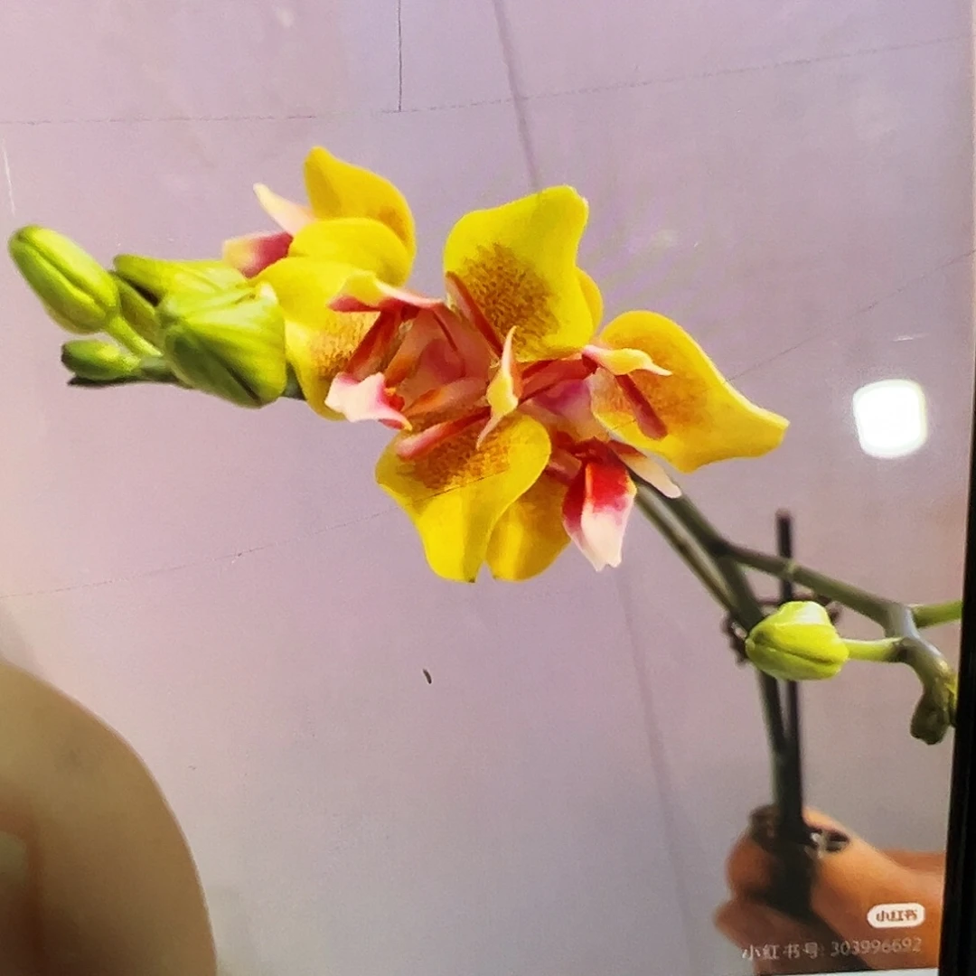 当前无花栽培后可以开花飞机苗香水黄金凑单发货