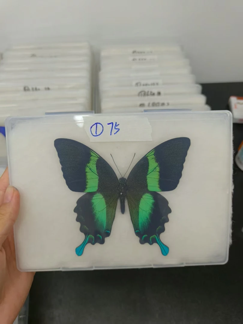 印度尼西亚爱神凤蝶蝶蝴蝶标本展翅品压棉一物一拍可加购相框