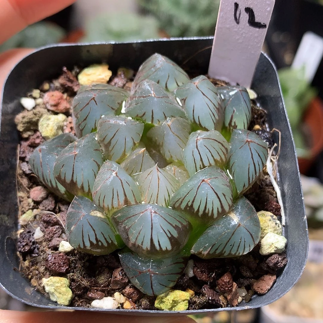 黑肌玉露daipentufasulll