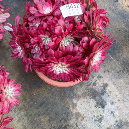 汇**材多肉植物红同白锦432