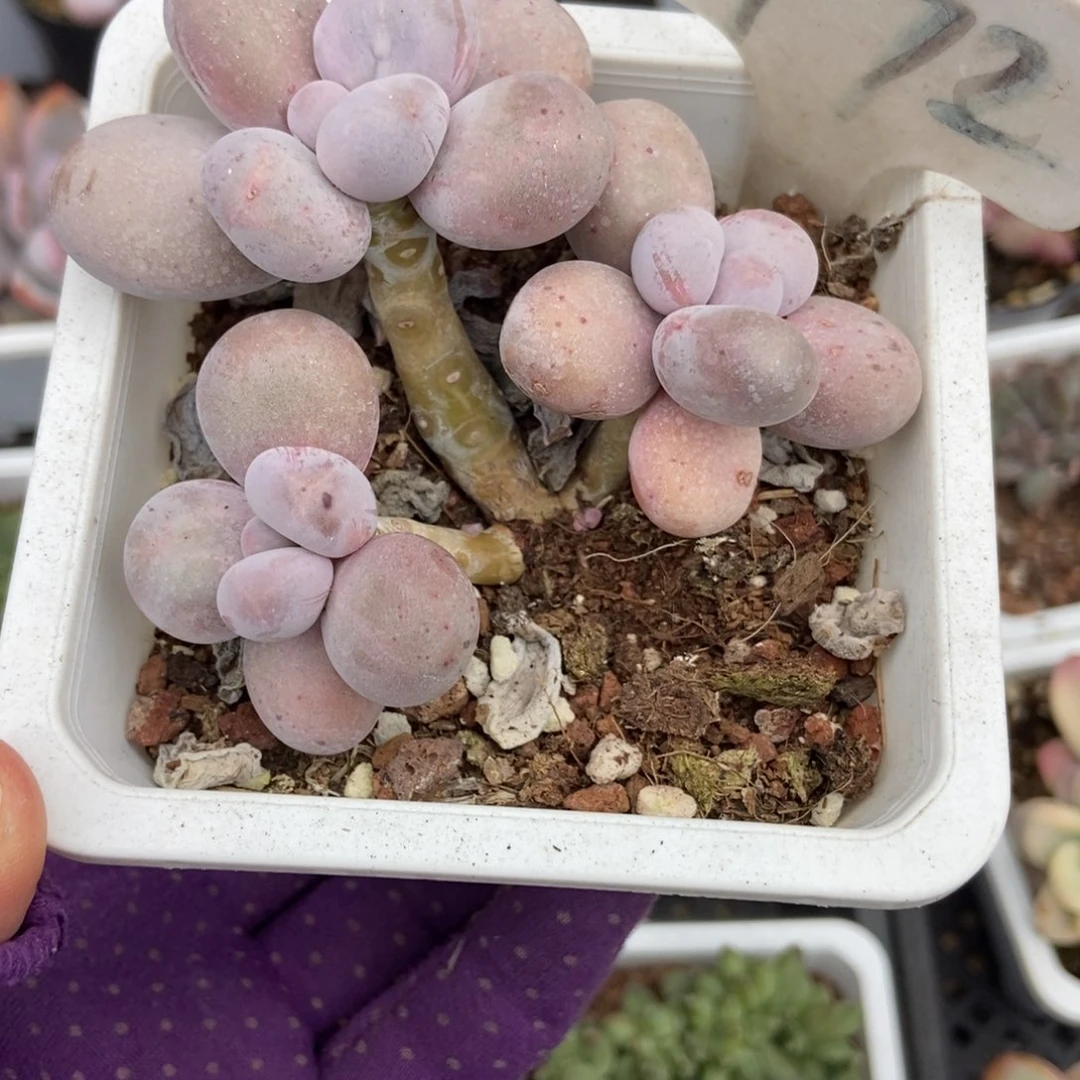 972烟美人多肉植物