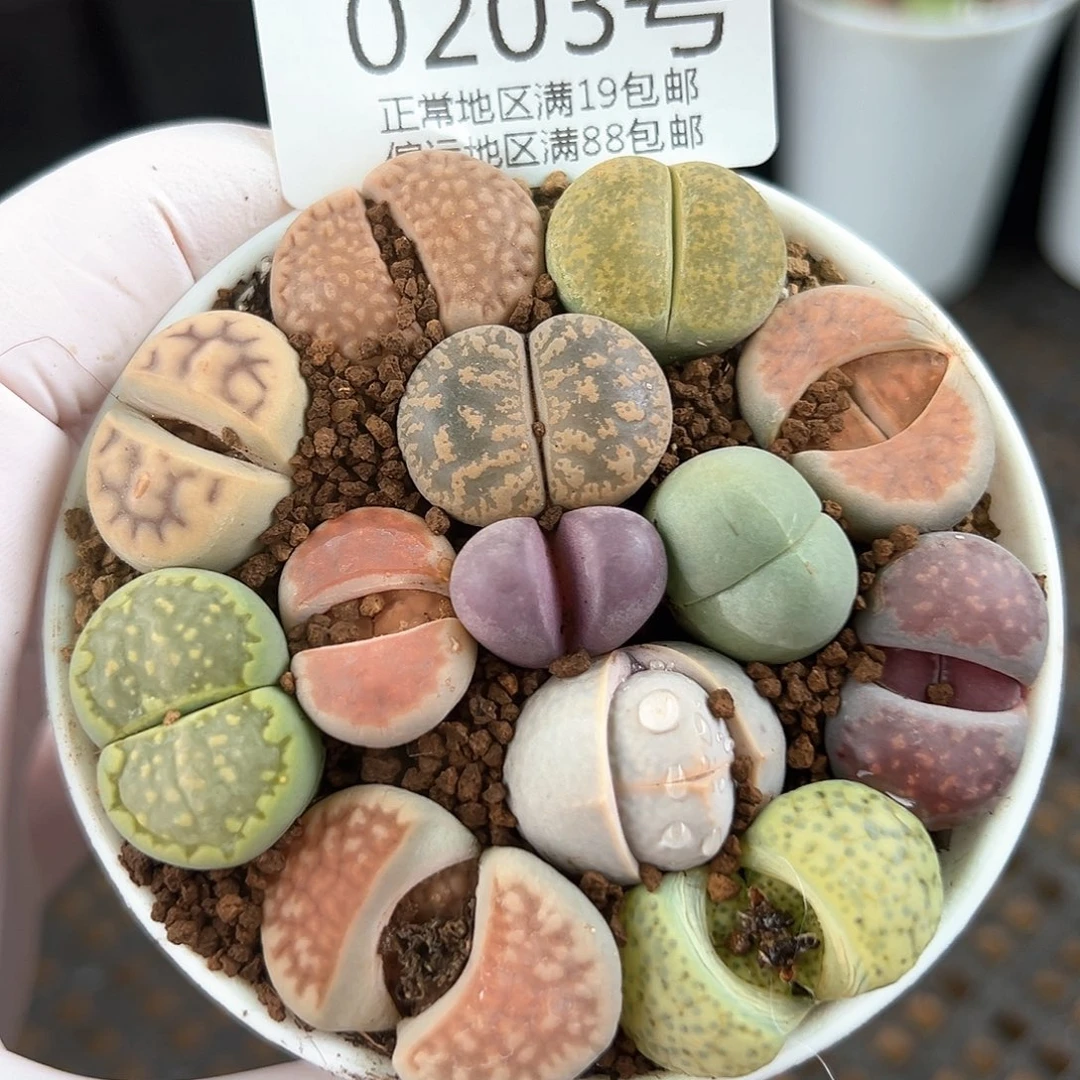 好养易活生石花大母本0203