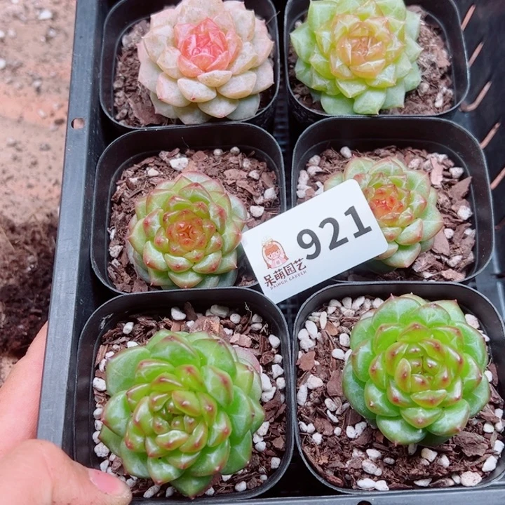 溺****多肉植物多肉植物