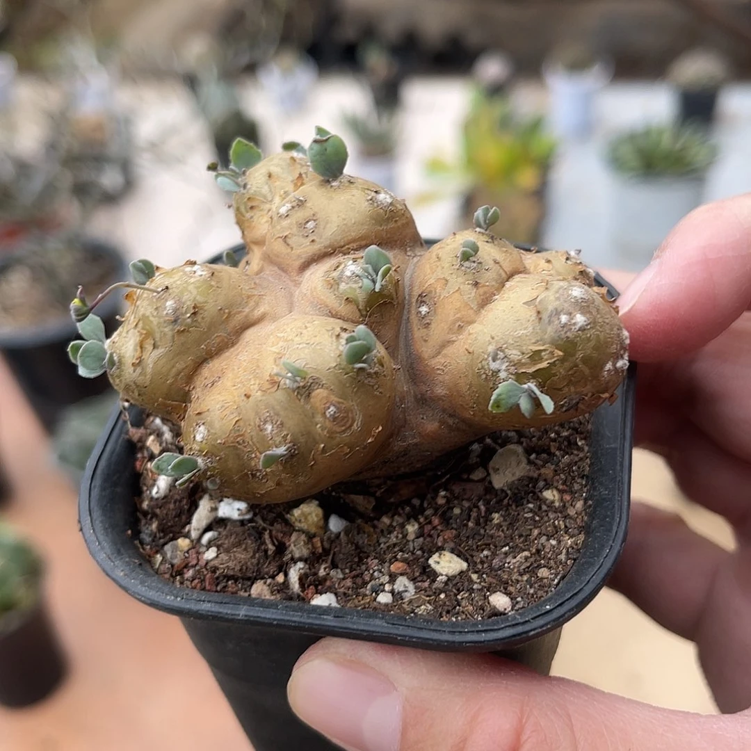 老家产地格加厚敦菊