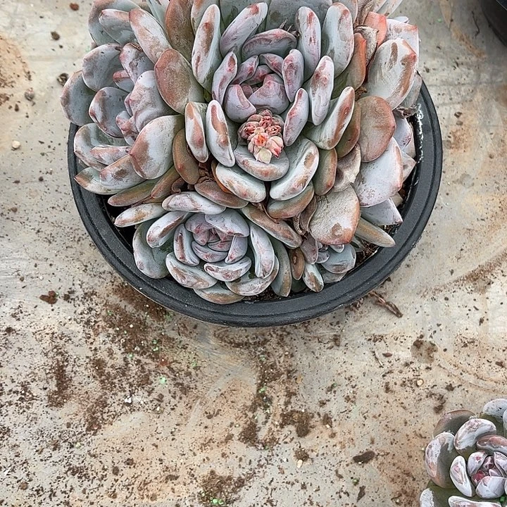 ꧁***꧂紫皮石榴籽星影279