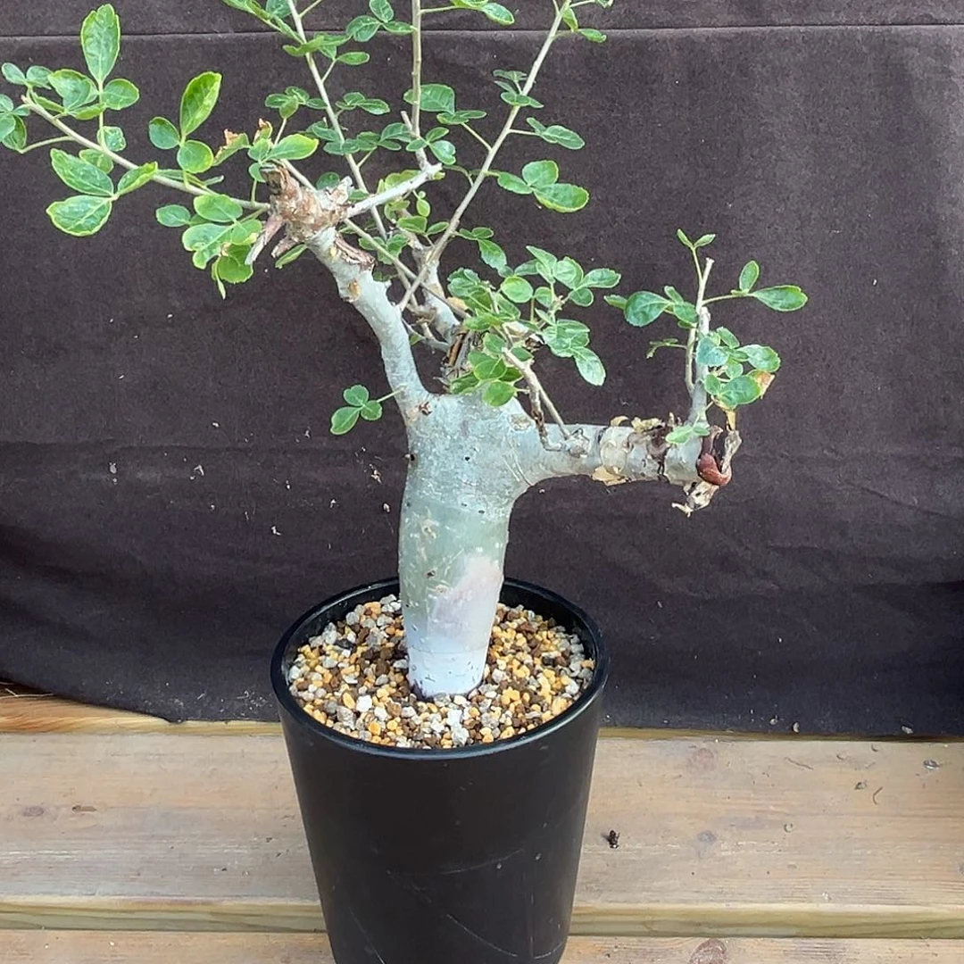 汤圆植物图坎橄榄