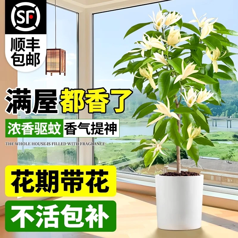 白兰花盆栽玉兰花树苗带花苞黄角兰室内浓香型花卉四季开花植物