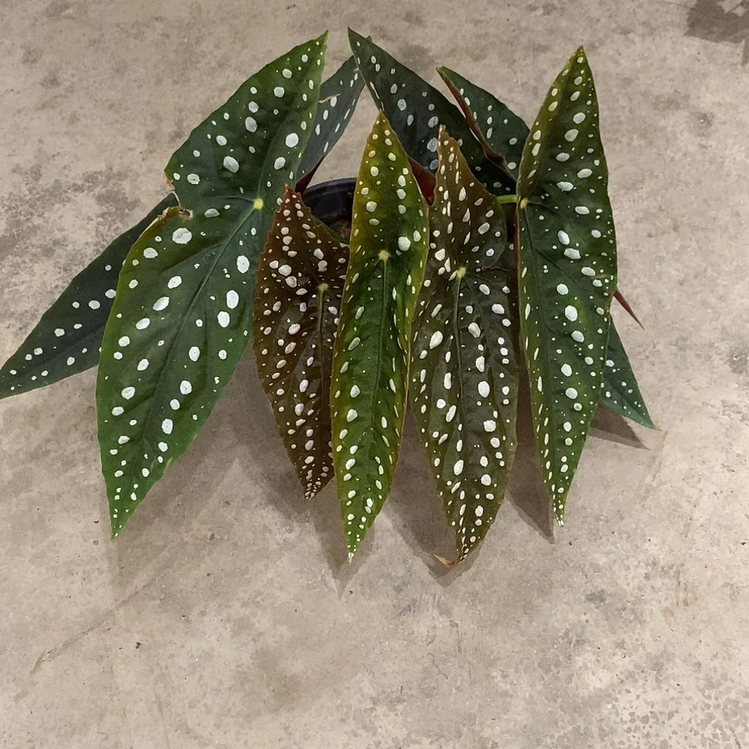 无花朵双支塞拉山王