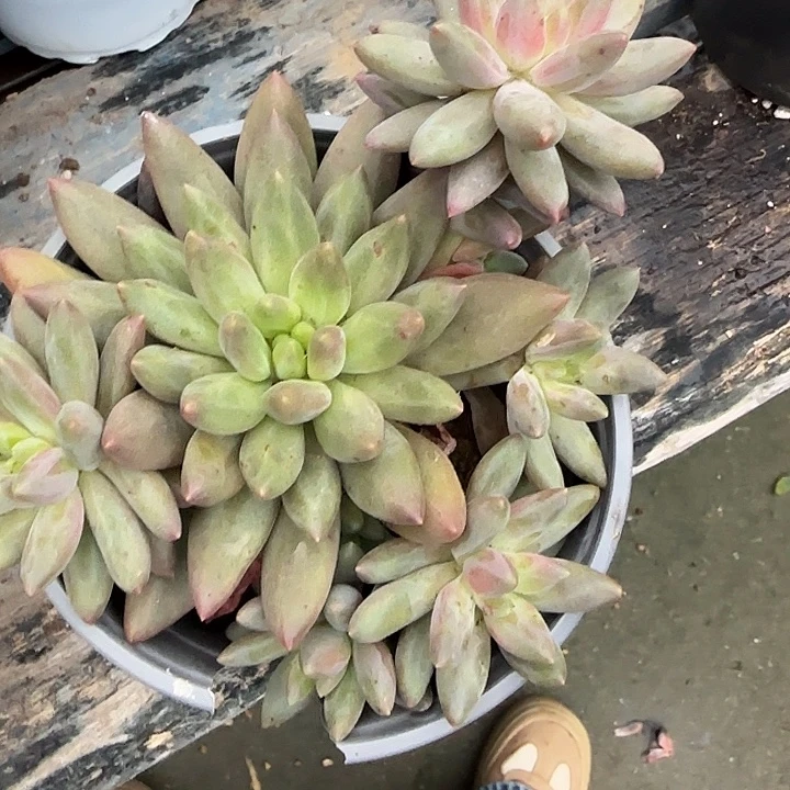 青蛙王子儿童牙膏11