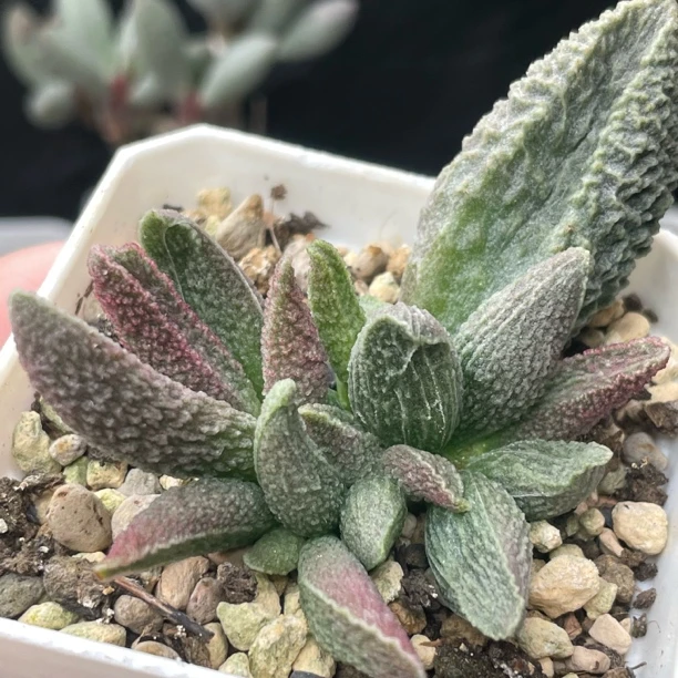 古灵阁多头大苗7厘米盆 一物一拍带盆土发货多肉植物水泡