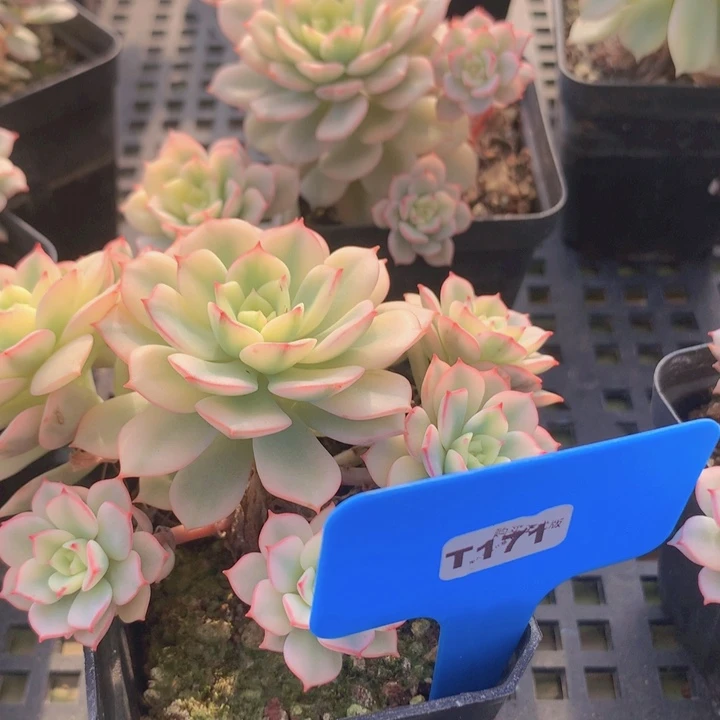 t171戴伦锦群生脱土