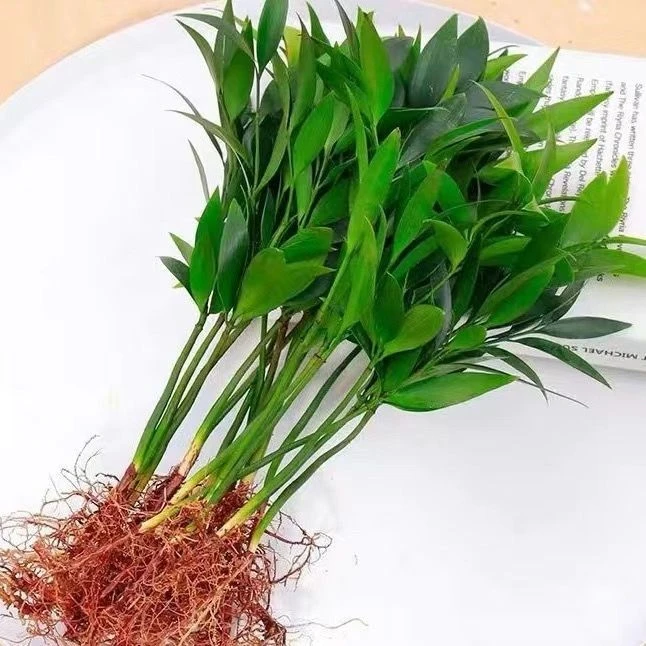 驱蚊水培植物竹柏富贵竹办公室内桌面绿植水养小盆栽花卉四季常青