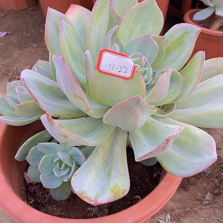 @***雨白凤多头大颗11/22