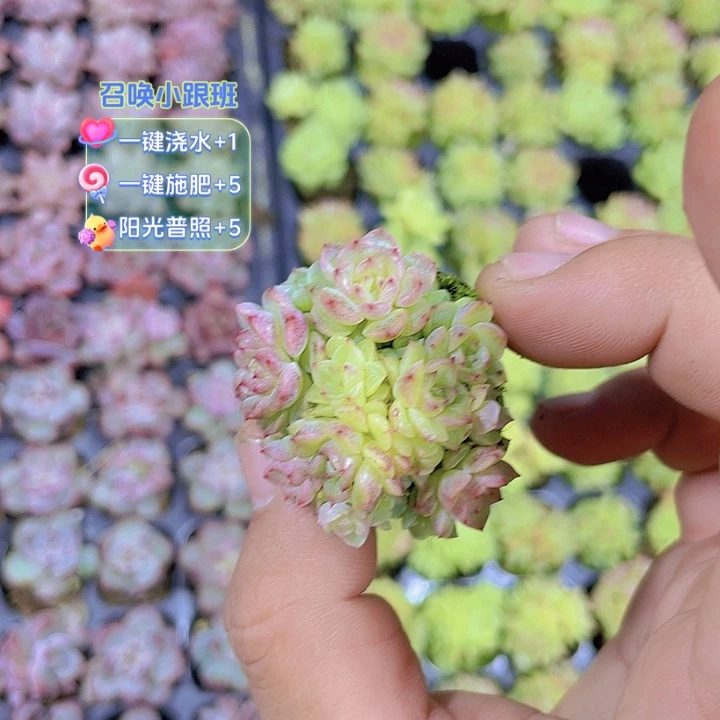 ໑***ఌ麦杆定向【满10颗包邮】