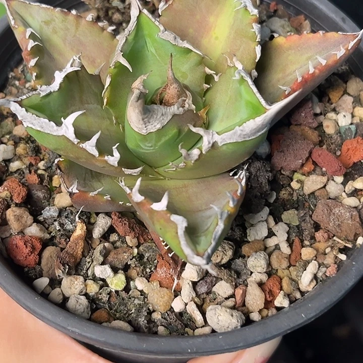 无花朵龙舌兰仁王冠白火