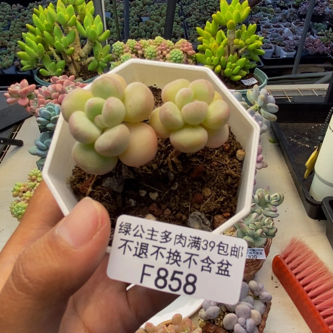 知****乐858萤火虫多肉3c m