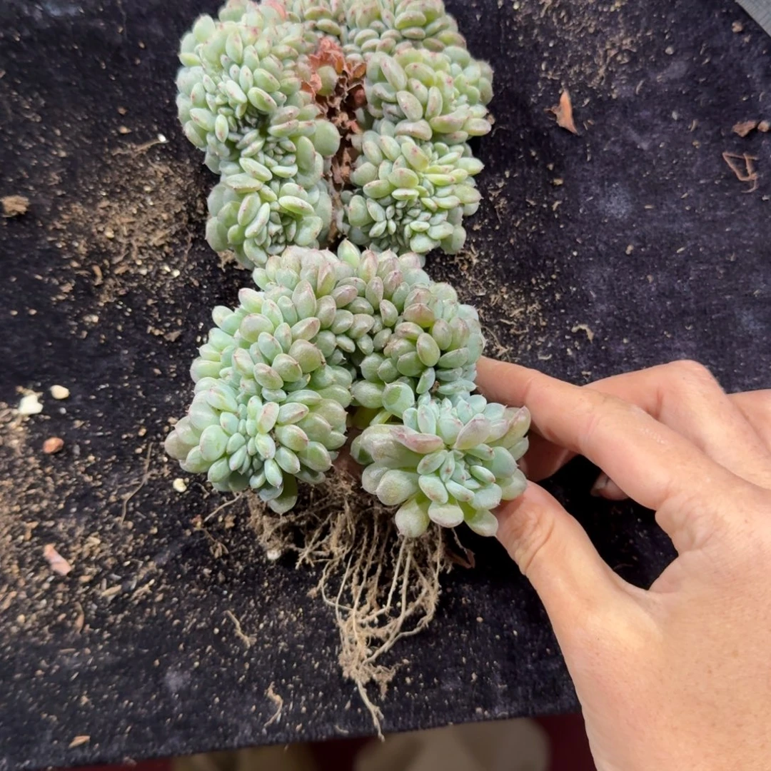 汪****两颗白胖子缀化一物一拍