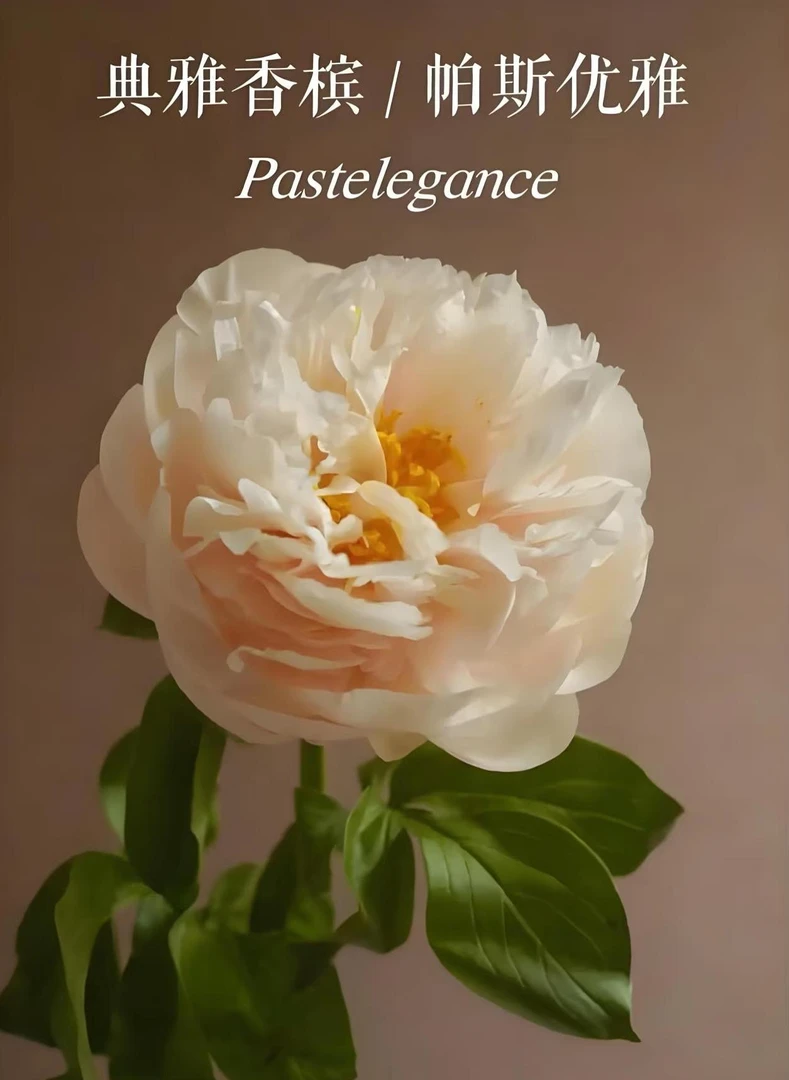 《典雅香槟》菏泽基地直发千层重瓣观赏芍药苗（秋季发货）