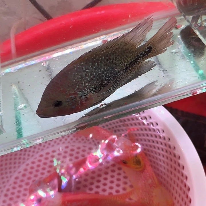 罗汉鱼啊啊啊啊啊啊啊啊啊啊