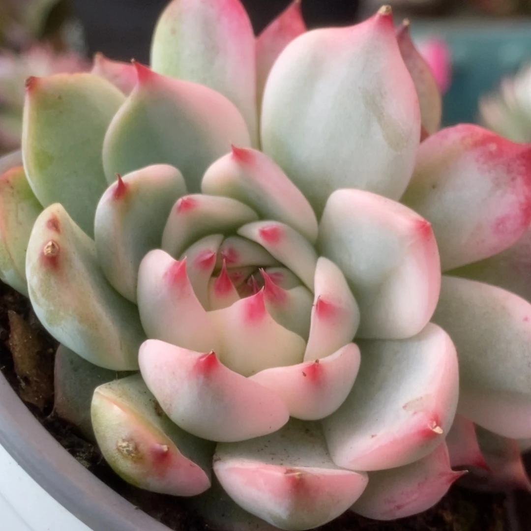 615锦锦锦锦锦锦锦