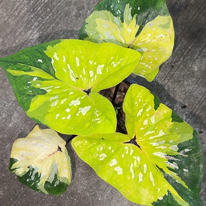 76-0929大黄峰泰国发货