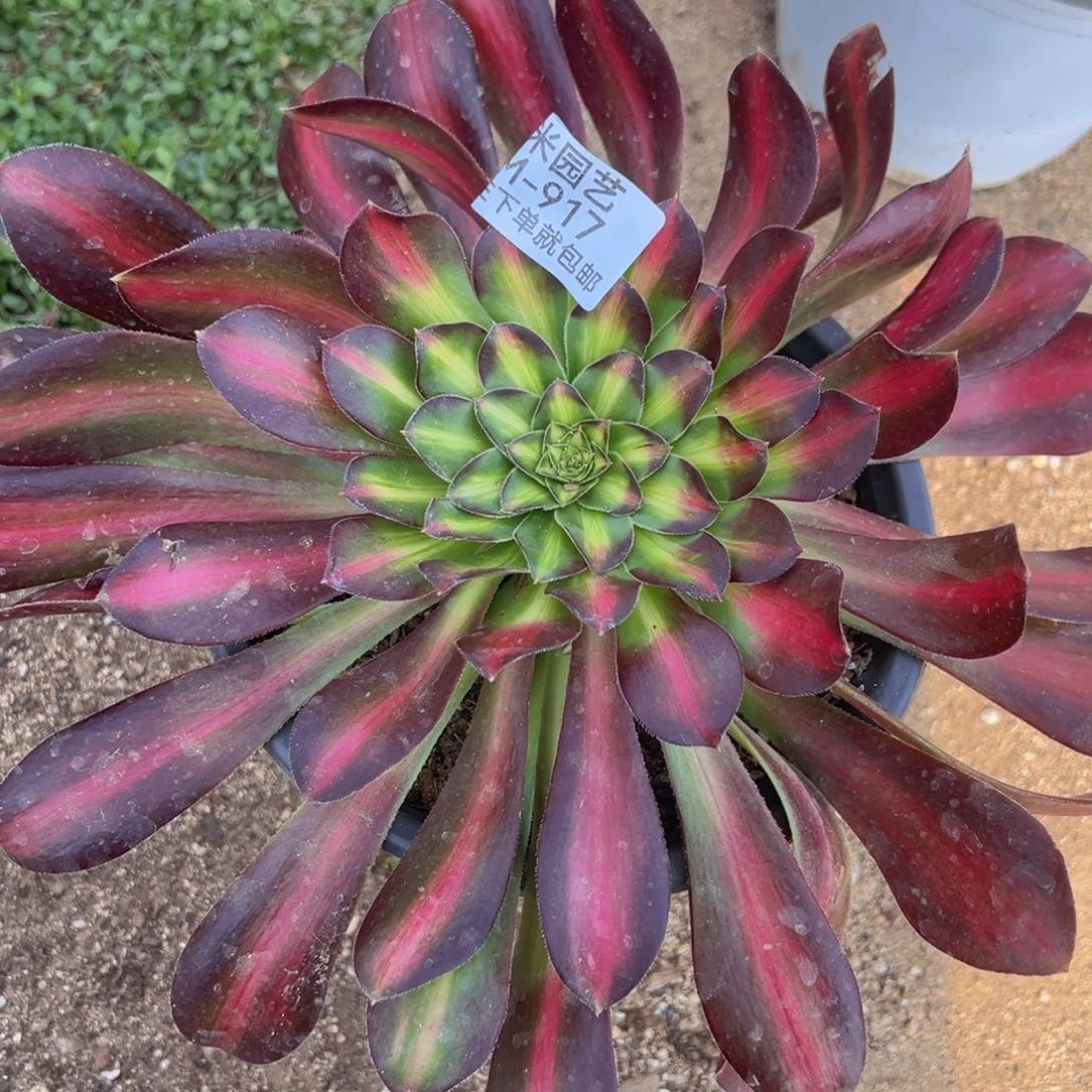 香奈儿中班多肉植物917