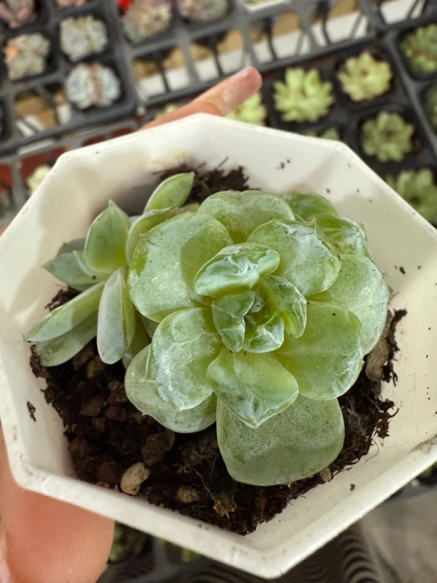 精品方糖多肉植物