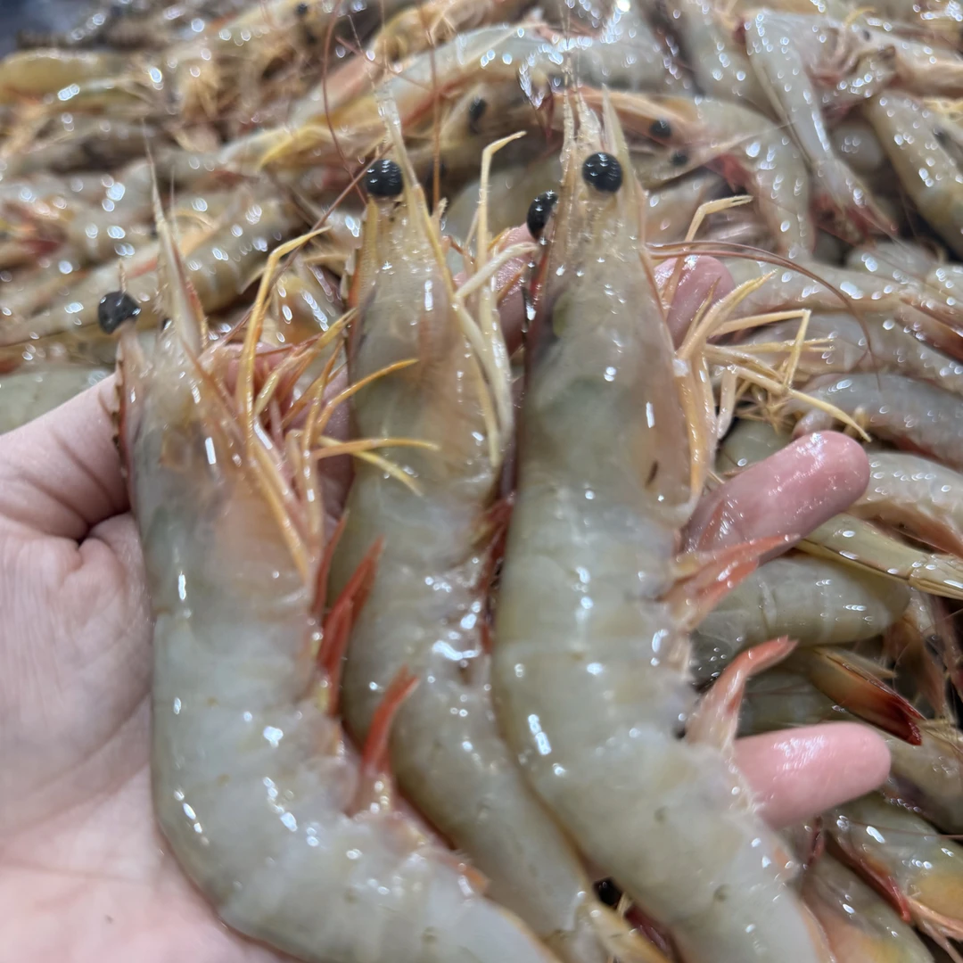 北海本港野生带膏明虾（母虾，只只带膏）