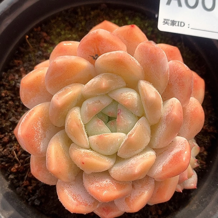 七*海洋之心A001号lll