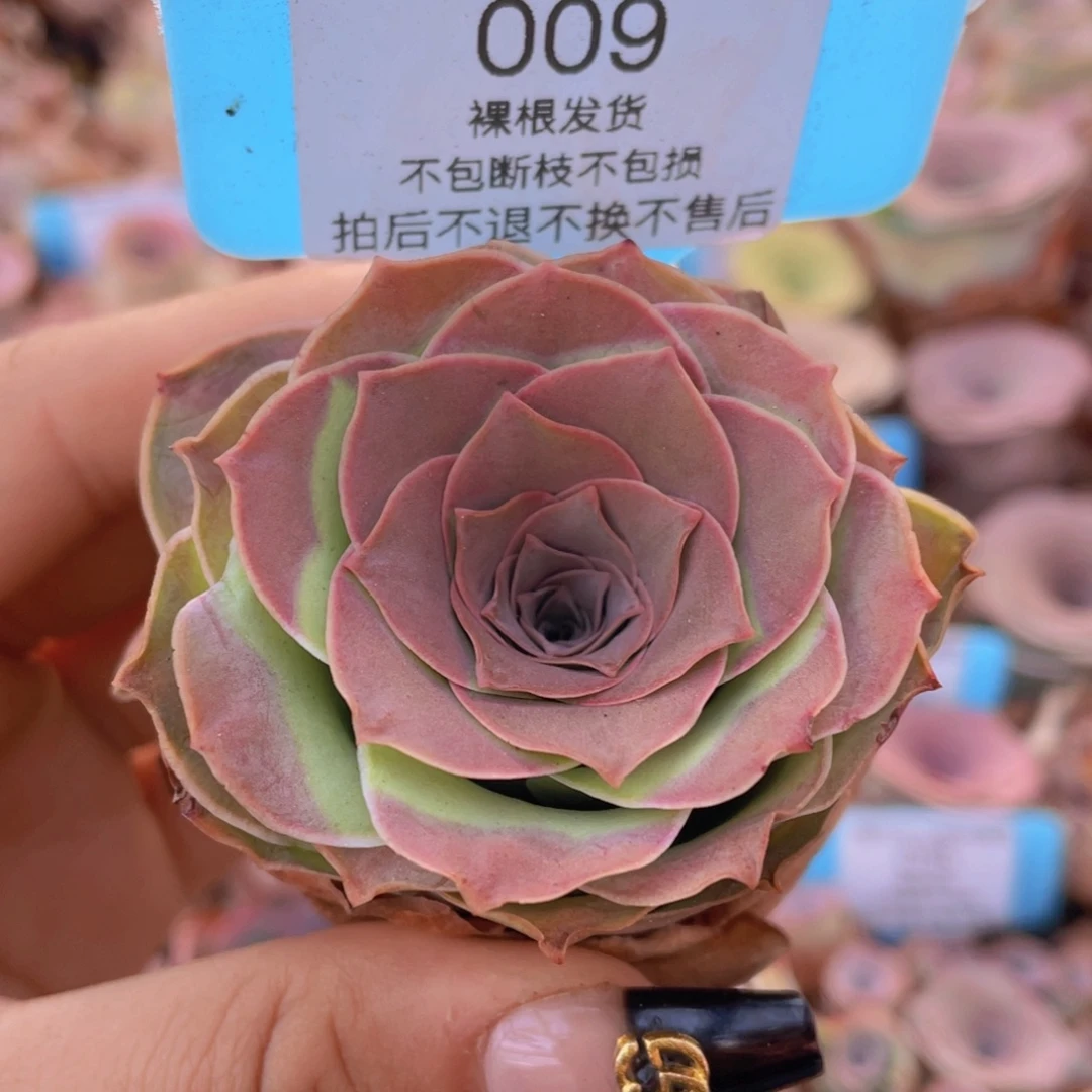 山地玫瑰009裸根发货不售后