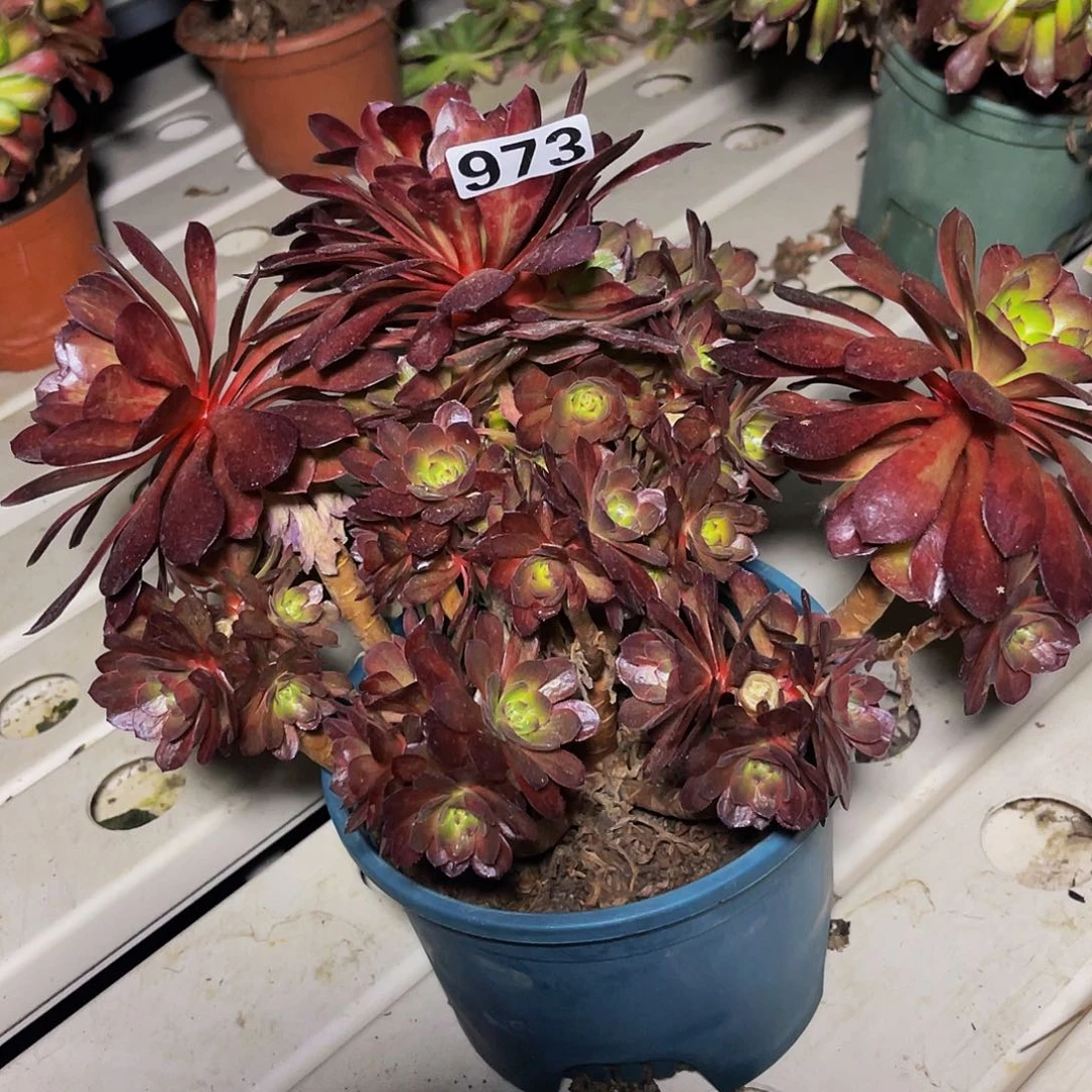 法师法师7/-45包邮法师