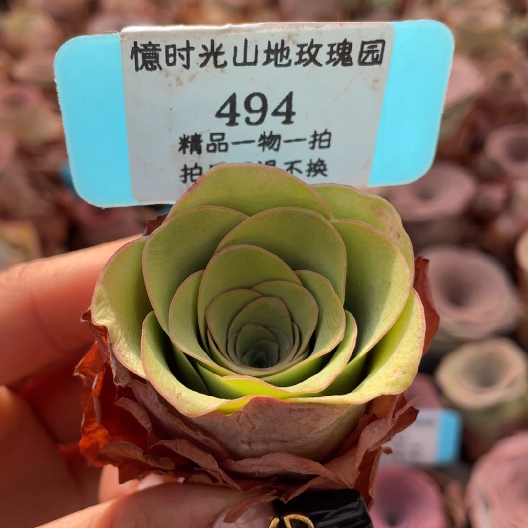 山地玫瑰494裸根发货不售后