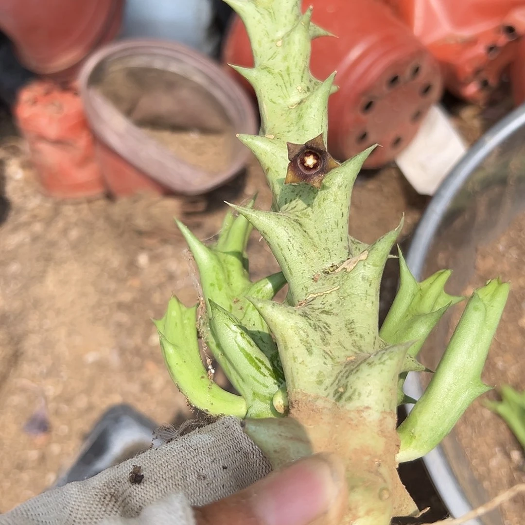 紫龙角度呃呃呃呃呃呃呃呃呃