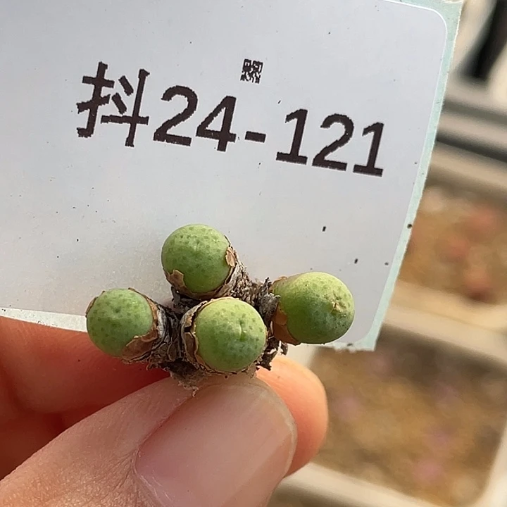 24-121奶油嘴多肉植物