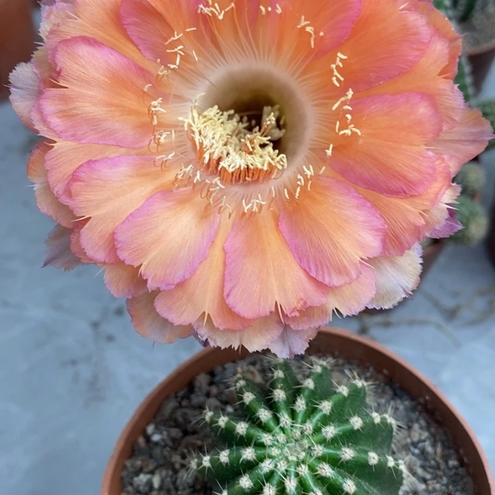 香香心舞带根4.5公分左右