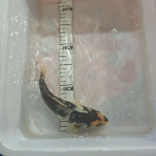 锦鲤锦鲤观赏鱼昭和菲泻白泻