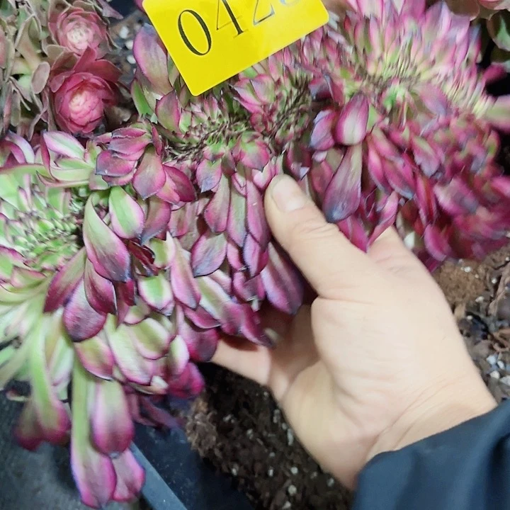 平*叔多肉植物美机缀的0425