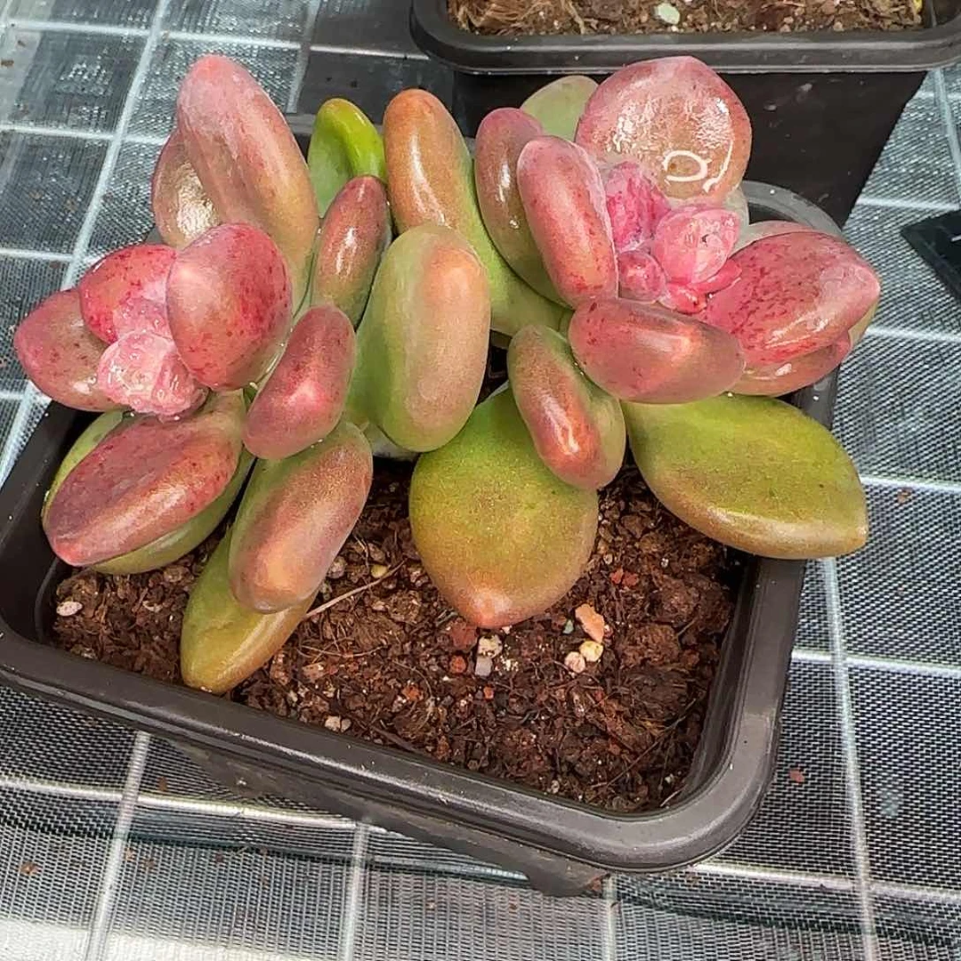 从前慢花园精选芒果奶