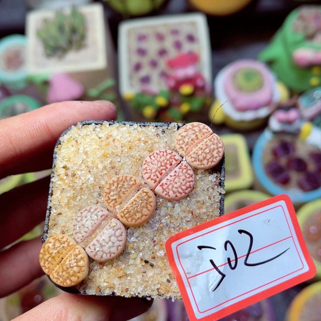 502生石花带盆发